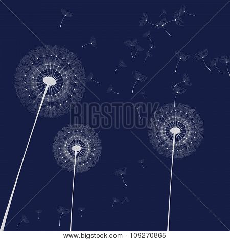 Image of dandelions on a dark background