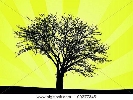 Vector tree and sun behind