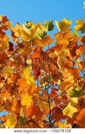 Colorful autumn tree leaves. Autumn background Concept