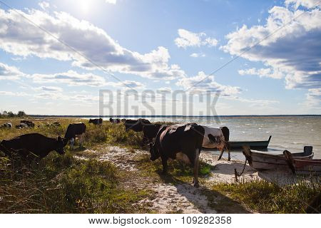 Cows