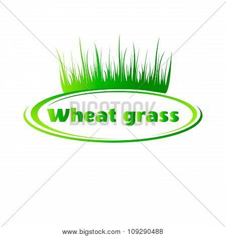 Wheat grass green juice. Logo, banner, frame for business, the store site for clean super food or pa