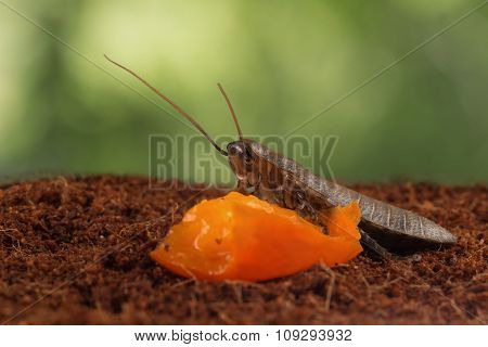 closeup Madagascar cockroach eats orange fruit on leaves background