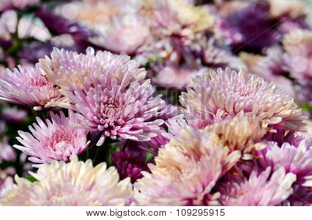 Pink Chrysanthemum (dendranthemum Grandifflora) In Closed-up.