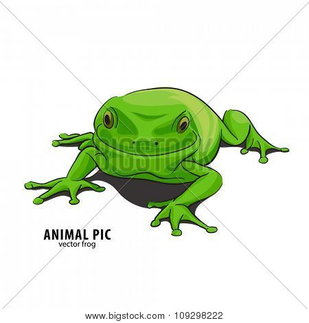 Illutration of frog on white background