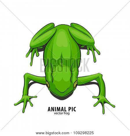 Illutration of frog on white background