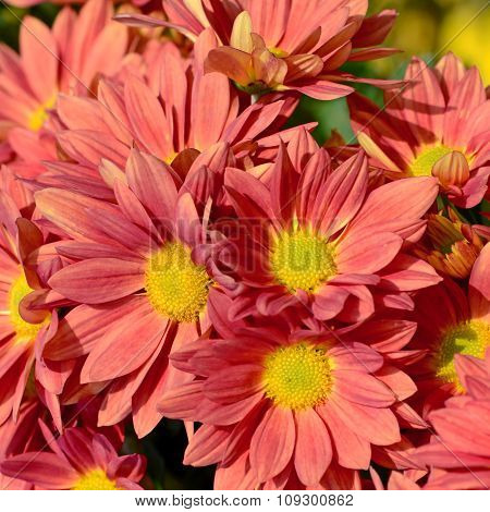 Orange Chrysanthemum N Closed-up.