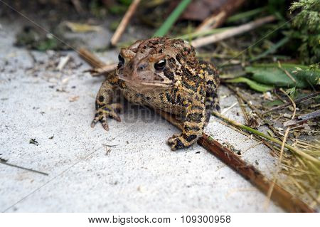 Eastern American Toad