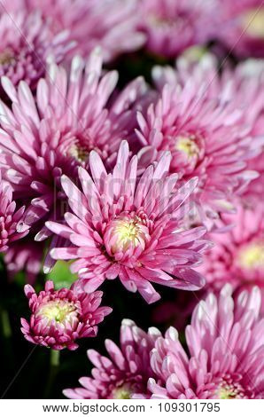 Pink Chrysanthemum (dendranthemum Grandifflora) In Closed-up.
