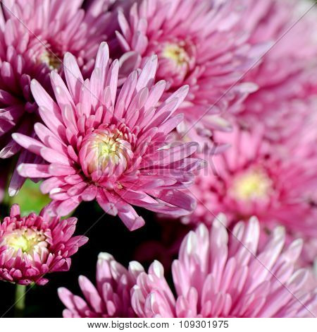 Pink Chrysanthemum (dendranthemum Grandifflora) In Closed-up.