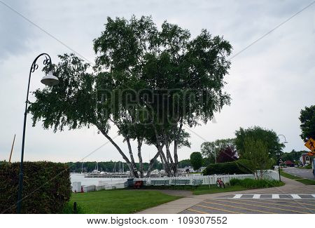 Birch Trees on the Waterfront