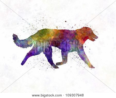 Kuvasz In Watercolor