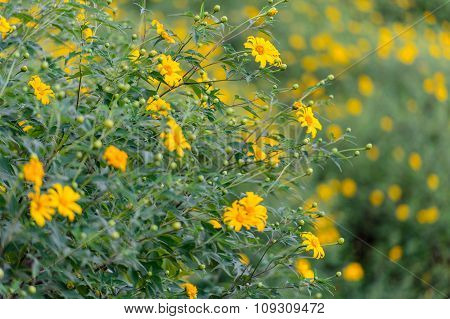 Mexican sunflower weed