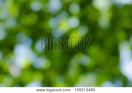 Bokeh Green Background