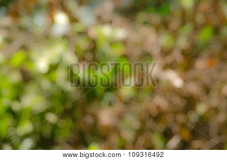 Bokeh Green Background