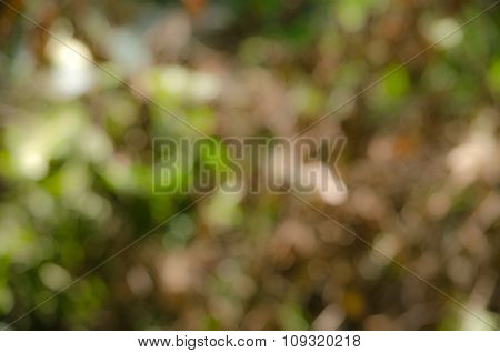 Bokeh Green Background