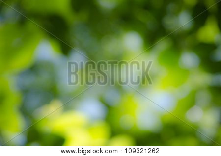 Bokeh Green Background