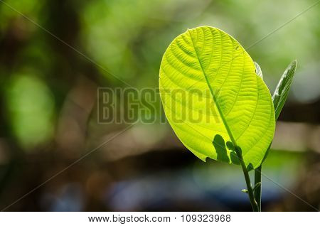 Green Leaf Background.