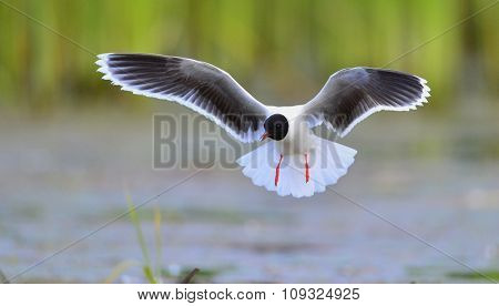 The Little Gull (larus Minutus) In Flight