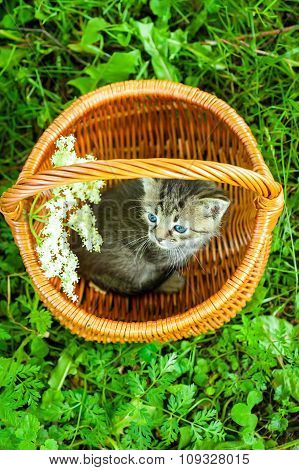 small cat on grass