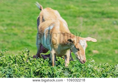 Young Nanny Goat