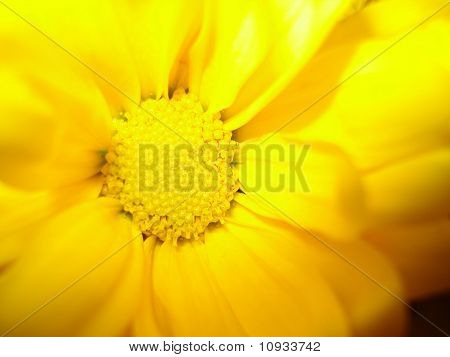 Gele bloem