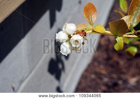 Blueberry Flower
