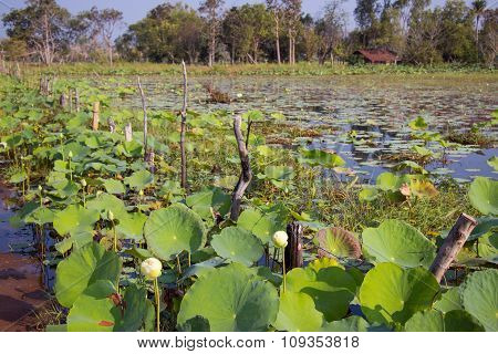 Lotus field and barbed wire in a log. Boundary of lotus field in pond or lake. The log fence in the