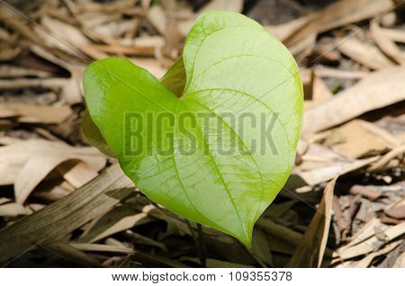 Green Leaf Background.