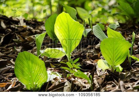 Green Leaf Background.