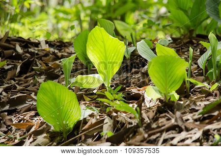 Green Leaf Background.