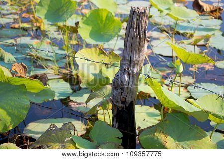 Lotus field and barbed wire in a log. Boundary of lotus field in pond or lake.