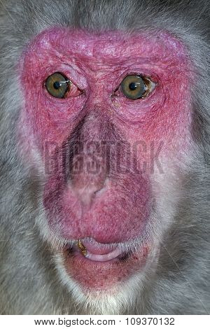 Portrait of monkey with a surprise expression