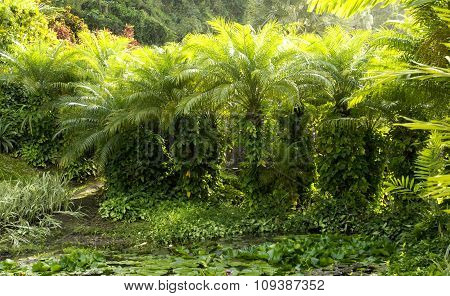 Picturesque Habitation Anse Latouche Garden In Martinique