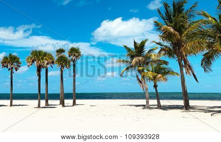 Group Of Palm Trees