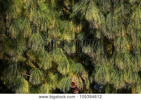 Beautiful Pine Needles With Cones