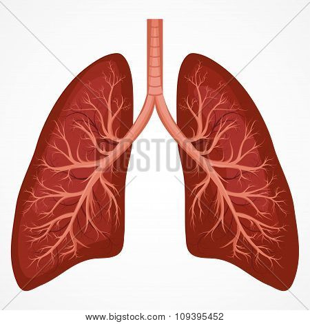 Human Lung anatomy diagram
