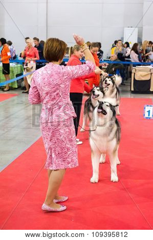 MOSCOW, RUSSIA - NOVEMBER 1, 2015: Exhibitors showing their pets during International Dog Show CACIB-FCI on November 1, 2015 in Moscow, Russia