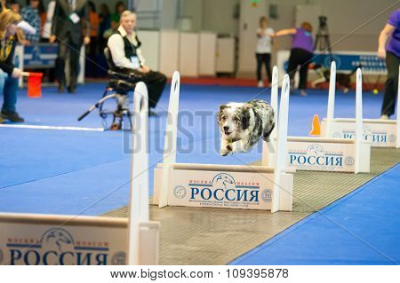 MOSCOW, RUSSIA - NOVEMBER 1, 2015: Fly ball competition during International Dog Show CACIB-FCI on November 1, 2015 in Moscow, Russia