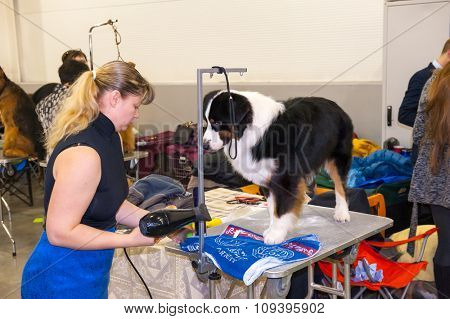 MOSCOW, RUSSIA - NOVEMBER 1, 2015: Handler grooming dog for the exhibition during International Dog Show CACIB-FCI on November 1, 2015 in Moscow, Russia
