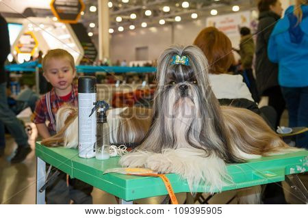 MOSCOW, RUSSIA - NOVEMBER 1, 2015: Exhibitors showing their pets during International Dog Show CACIB-FCI on November 1, 2015 in Moscow, Russia