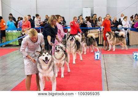 MOSCOW, RUSSIA - NOVEMBER 1, 2015: Exhibitors showing their pets during International Dog Show CACIB-FCI on November 1, 2015 in Moscow, Russia