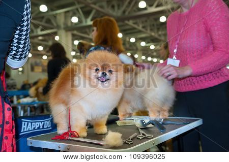 MOSCOW, RUSSIA - NOVEMBER 1, 2015: Handler grooming dog for the exhibition during International Dog Show CACIB-FCI on November 1, 2015 in Moscow, Russia