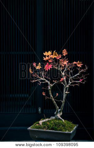 Japanese Maple Tree As Bonsai