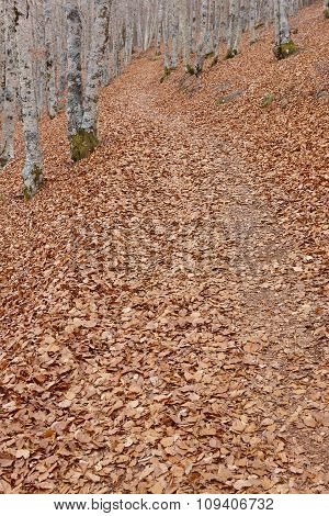 Autumn Landscape With Beech Forest. Leaves On The Ground. Spain