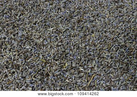 Dried lavender flowers