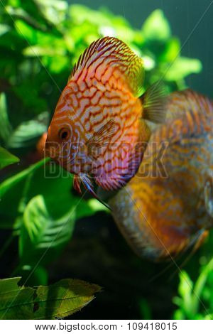colorful coral fish