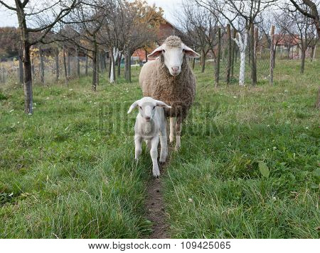 Lamb and sheep