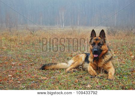A dog in autumn forest.
