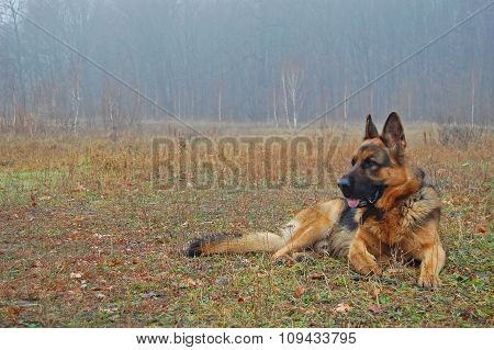 A dog in autumn forest.