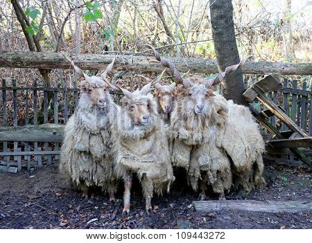 Group Of Authentic Hungarian Sheep Breed Name Is Racka